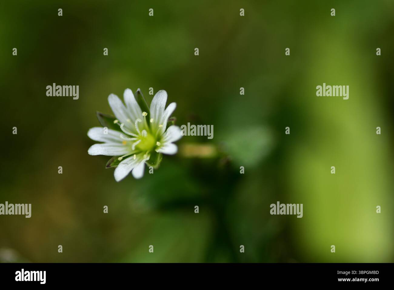 Primo piano di piccoli fiori selvatici bianchi con delicati petali e centro verde, catturati su uno sfondo naturale sfocato. Dettagli floreali minimalisti evocati Foto Stock