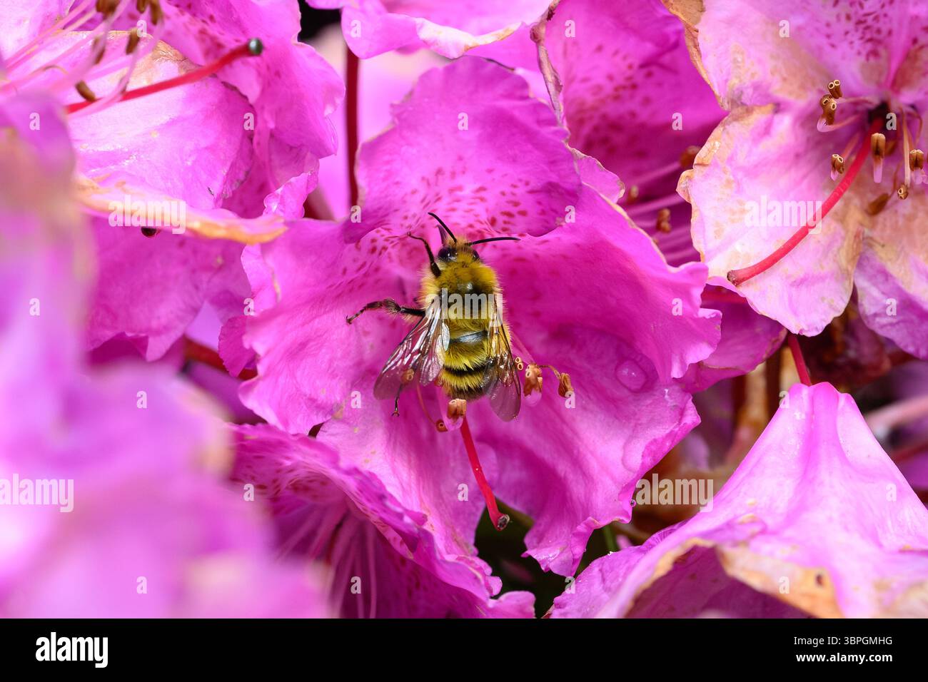 Apprendi i petali rosa che svaniscono di un rododendro in cerca di polline Foto Stock