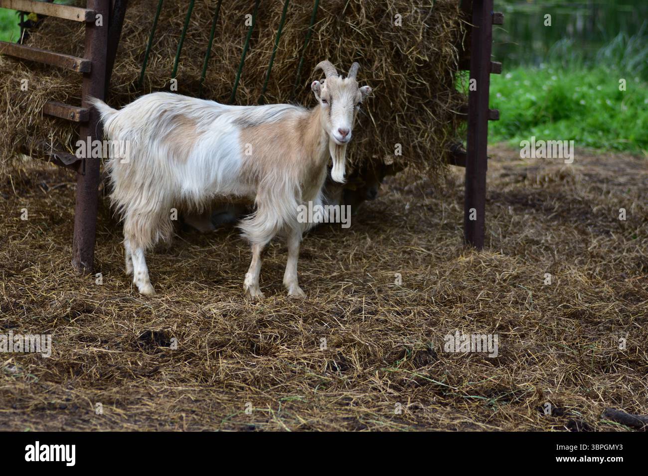 Capra singola in piedi vicino all'alimentatore di fieno nell'azienda, guardando direttamente la telecamera. Cattura il fascino rurale, il comportamento naturale degli animali e la semplicità della vita agricola i. Foto Stock