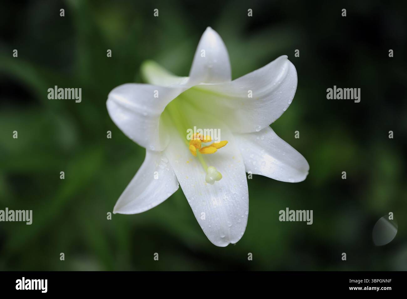 Primo piano di un singolo giglio pasquale bianco (Lilium lngiflorum) fiorisce con antere gialle e gocce d'acqua su sfondo verde sfocato Foto Stock