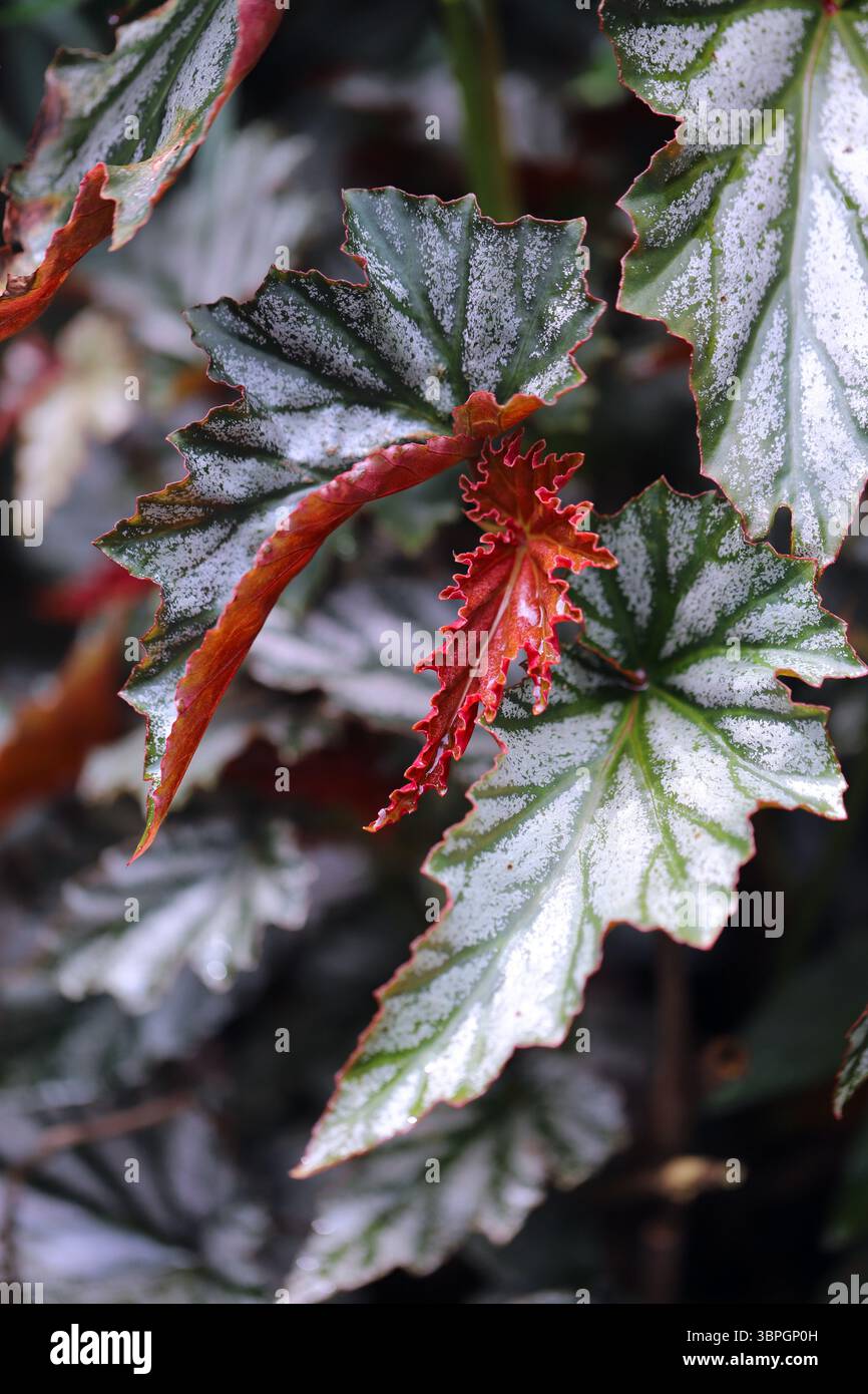 Foglie di foglia dipinta Begonia o Rex Begonia (Begonia rex-cultorum) Foto Stock