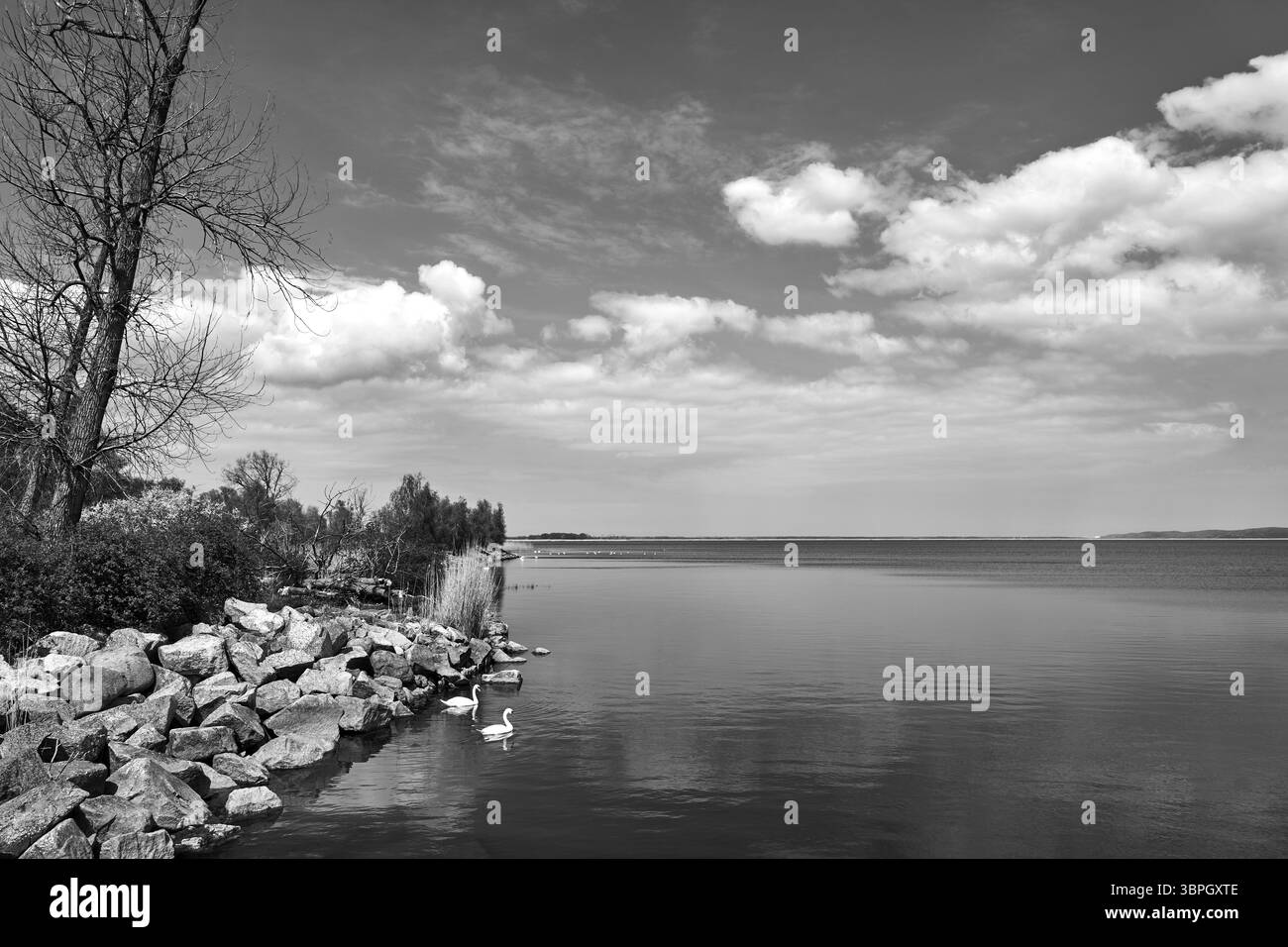 Cigni sulle rive della laguna di Stettino in primavera, Polonia, monocromatica Foto Stock