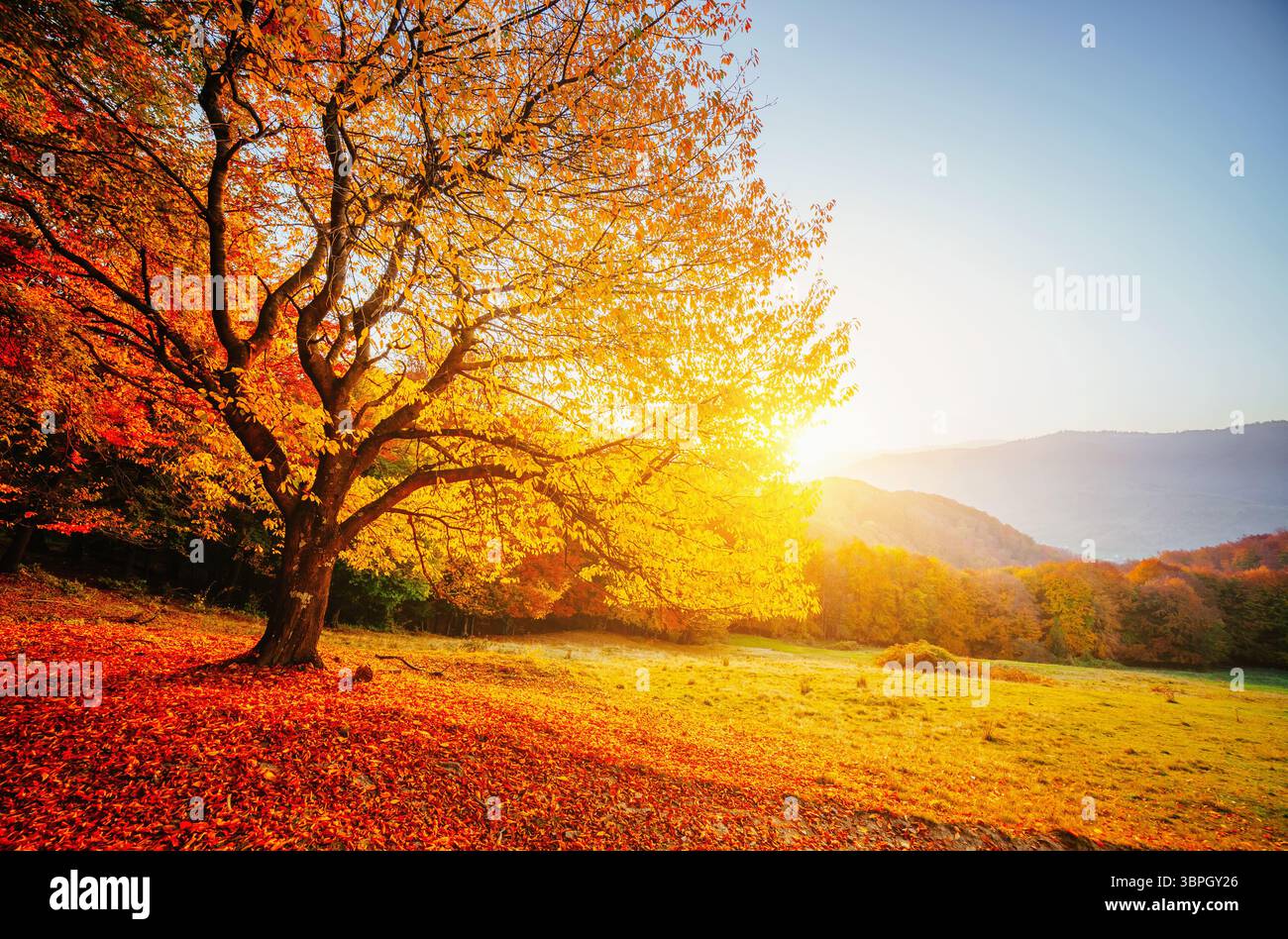 Bella giornata di sole e faggio da solo. Fogliame colorato nel parco autunnale. Luogo dell'Ucraina, Europa. Sfondo stagionale. Foto Foto Stock