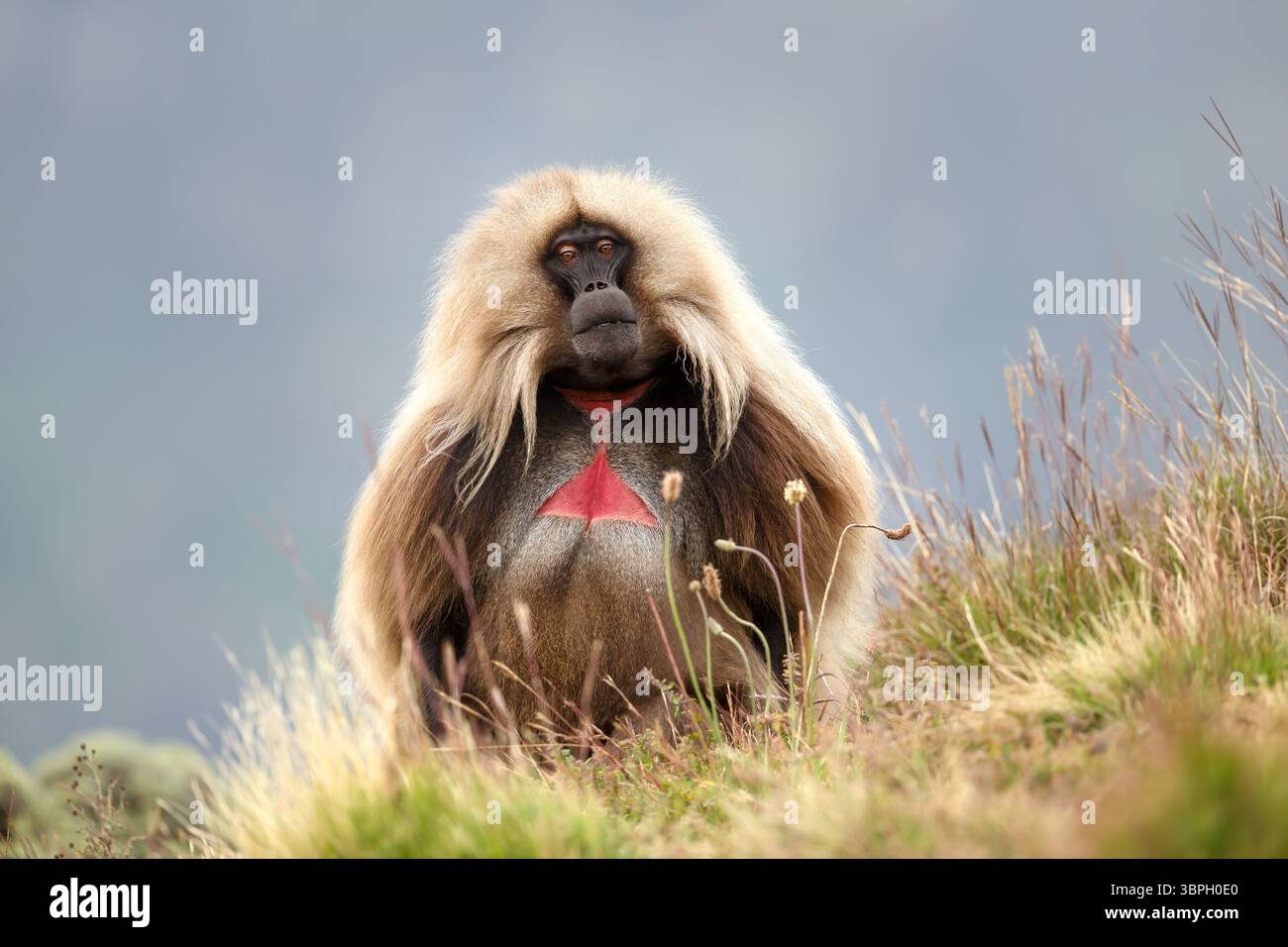 Bambino adulto di gelada maschile seduto in una prateria degli altopiani etiopi Foto Stock
