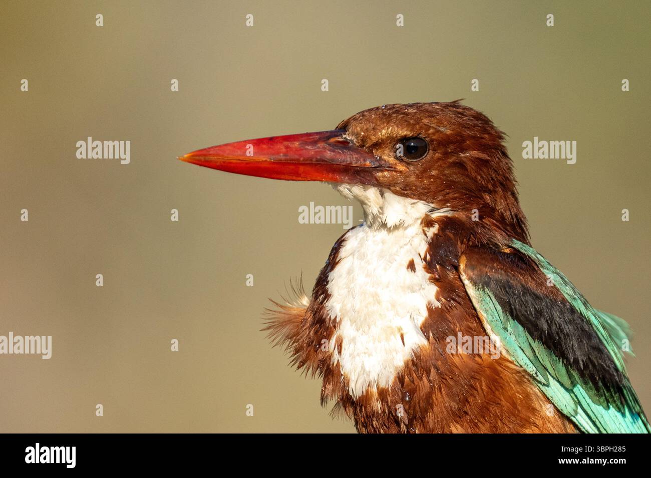 kingfisher dalla gola bianca (Halcyon smyrnensis) noto anche come kingfisher dal petto bianco Foto Stock