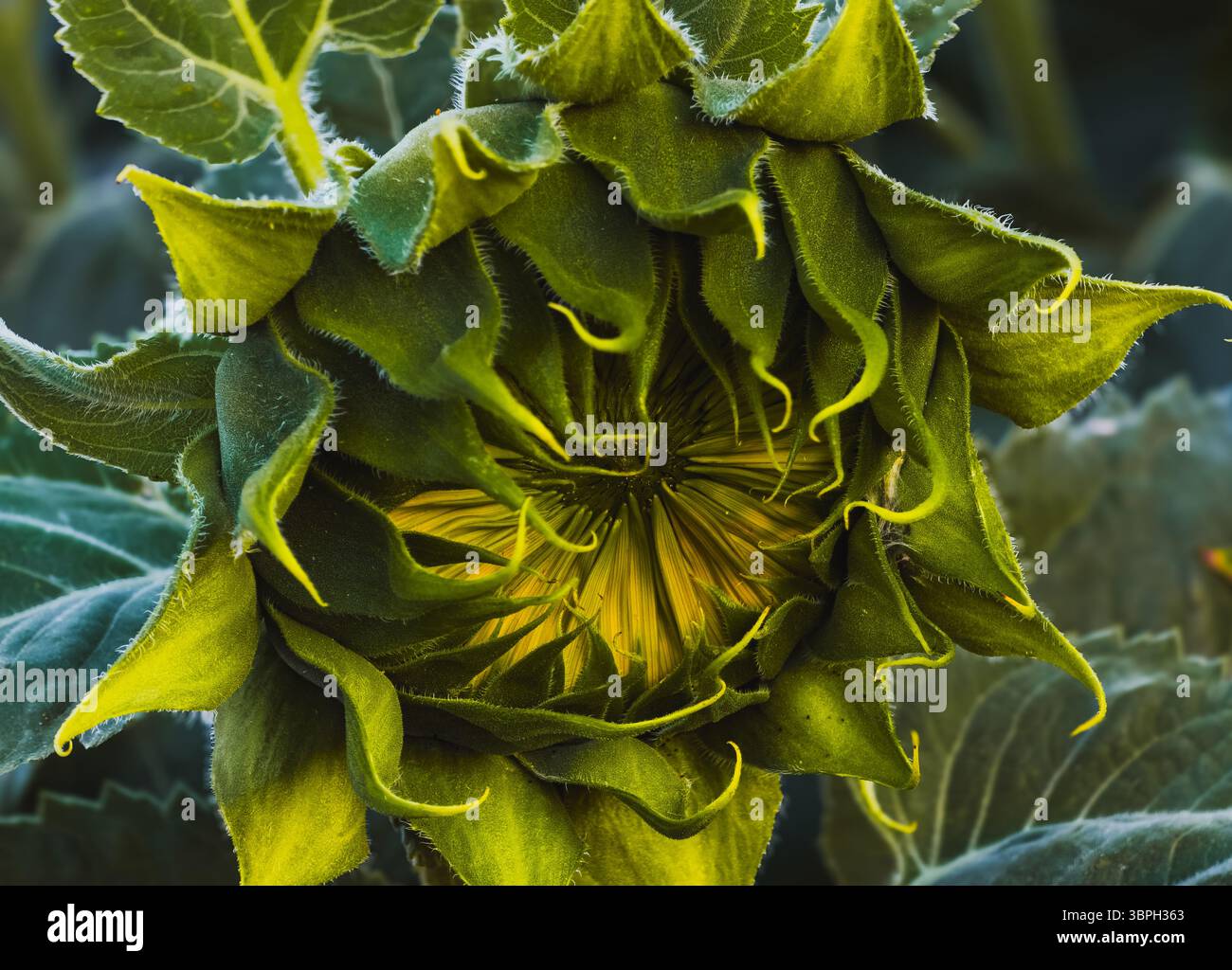 Bocciolo di girasole non aperto con petali verdi ricciolati, Călărași, Romania, 29 giugno 2025 Foto Stock
