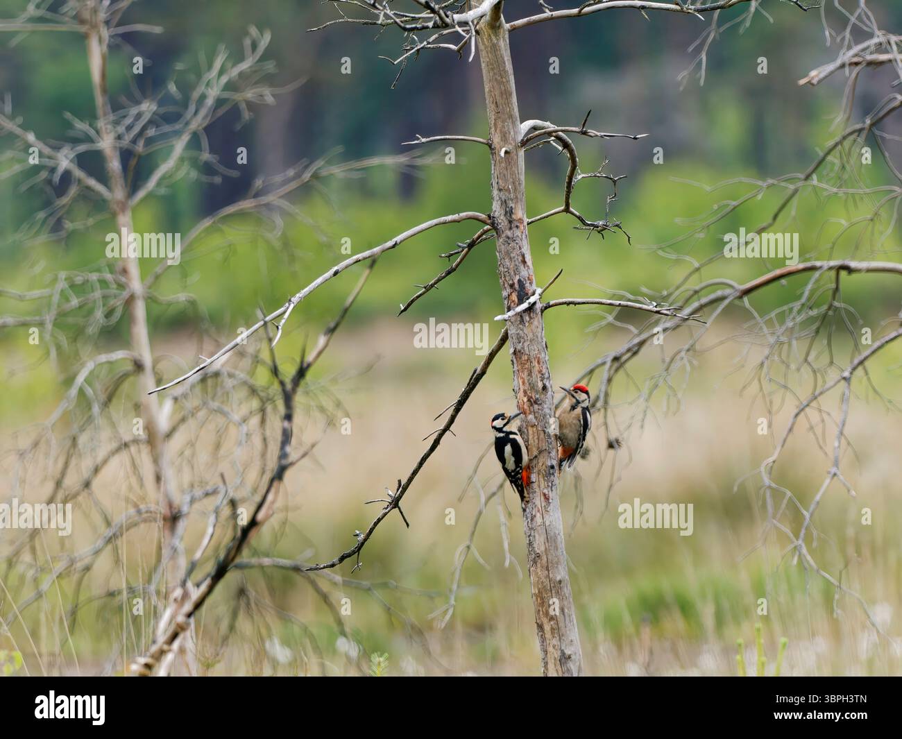 Due grandi picchi macchiati Foto Stock