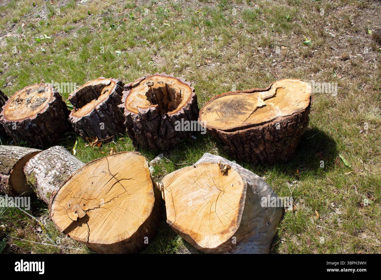Una pila di legna da ardere impilata su uno sfondo verde. Legna da ardere non tagliata sotto forma di ceppi. Giorno di sole d'estate. Foto Stock