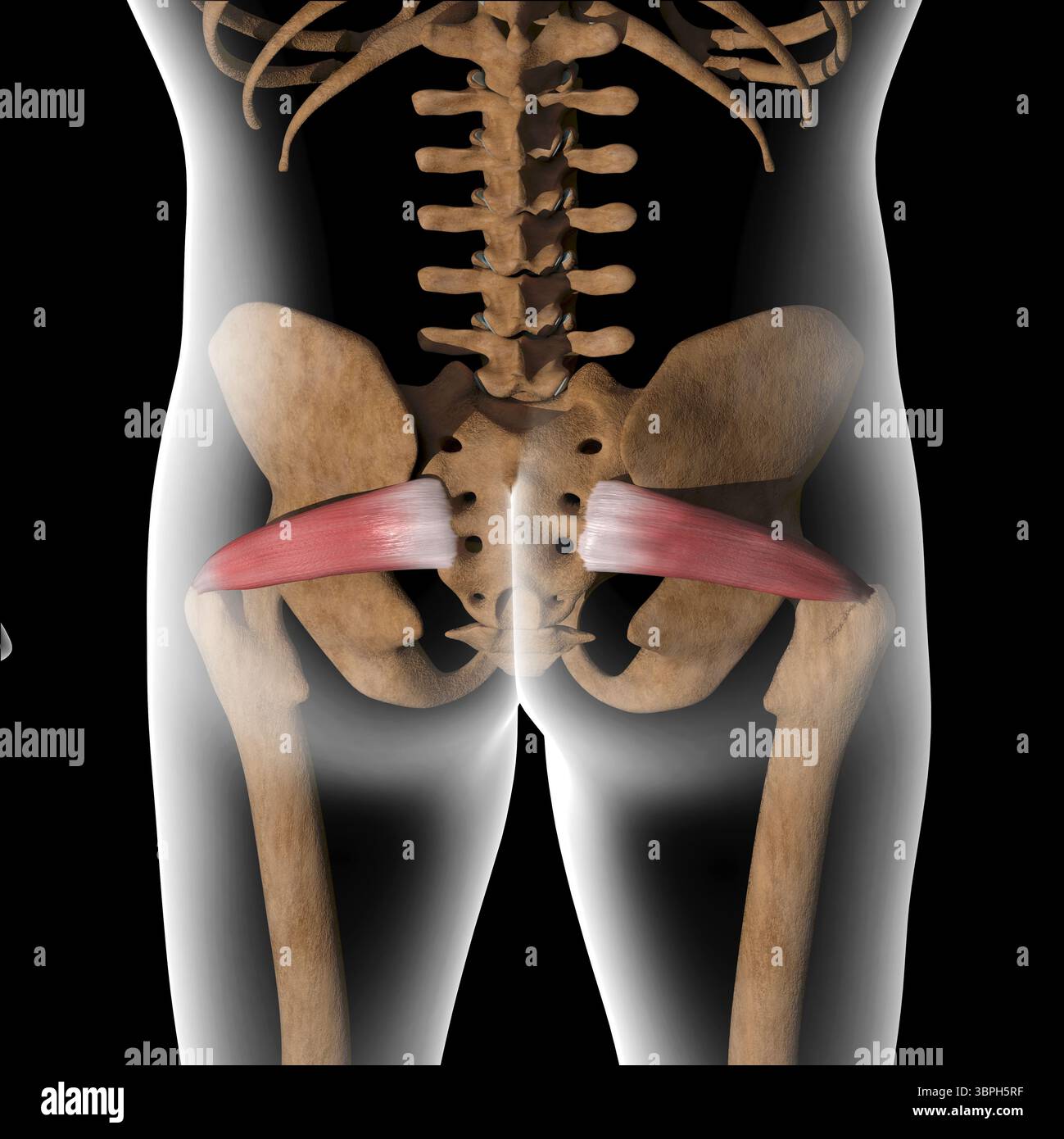 Questa illustrazione 3d mostra i muscoli piriformi sul corpo radiogeno Foto Stock