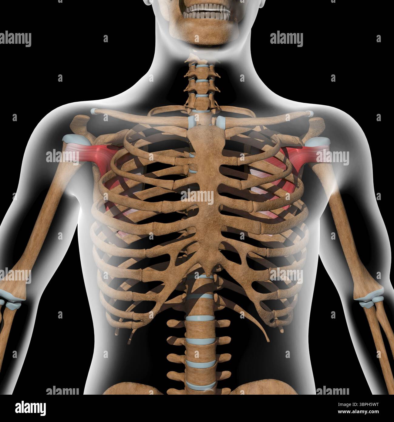 Questa illustrazione 3d mostra i muscoli subscapulari del corpo radiogeno Foto Stock