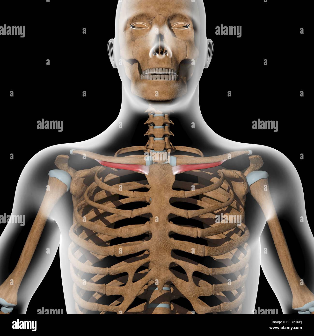 Questa illustrazione 3d mostra i muscoli del subclavio sul corpo radiogeno Foto Stock