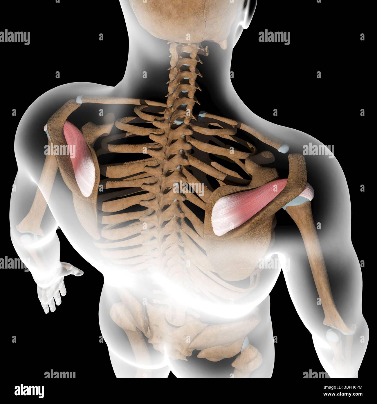 Questa illustrazione 3d mostra i muscoli supraspinati sul corpo radiogeno Foto Stock