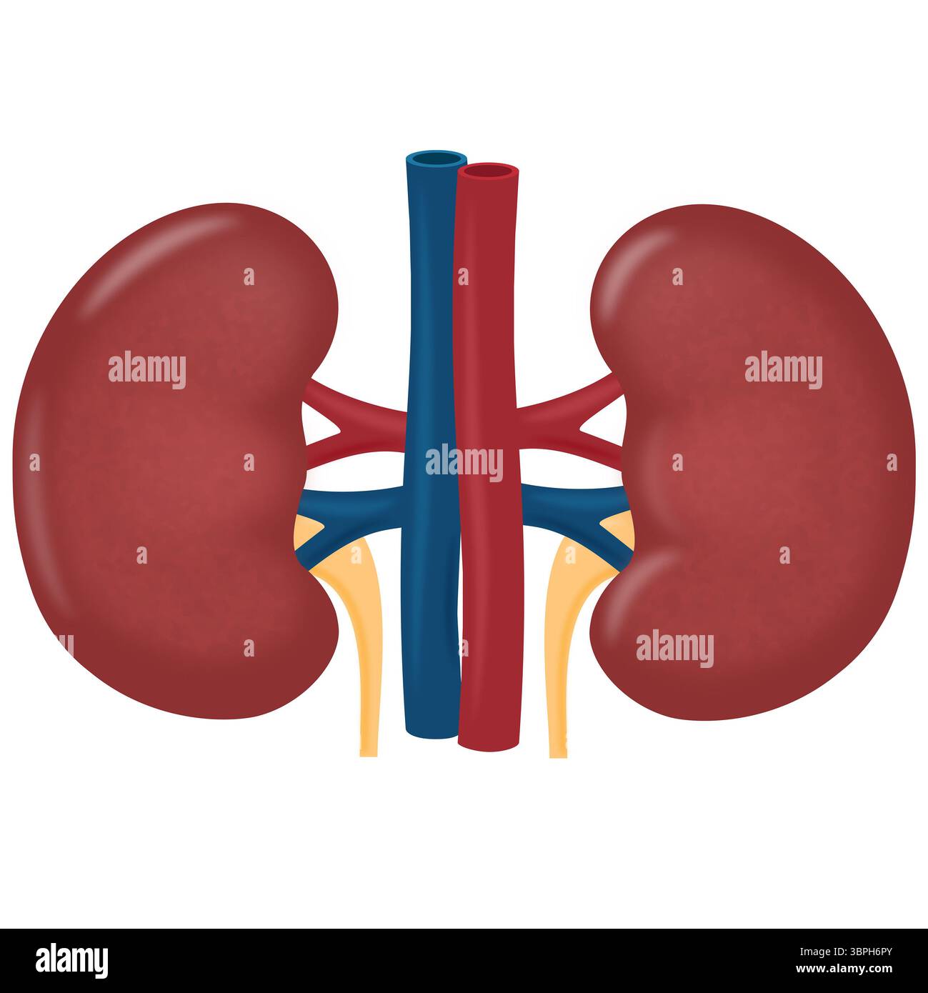 Illustrazione dell'organo renale umano isolato Foto Stock