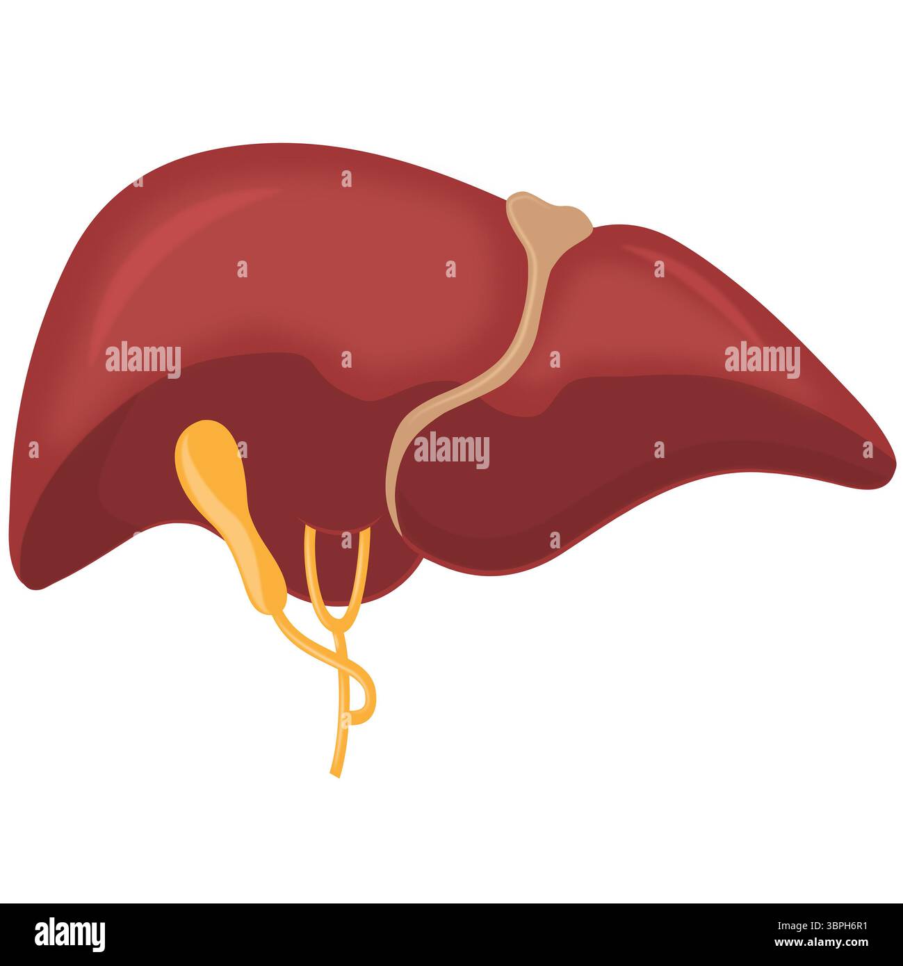 Illustrazione dell'organo epatico umano isolato Foto Stock