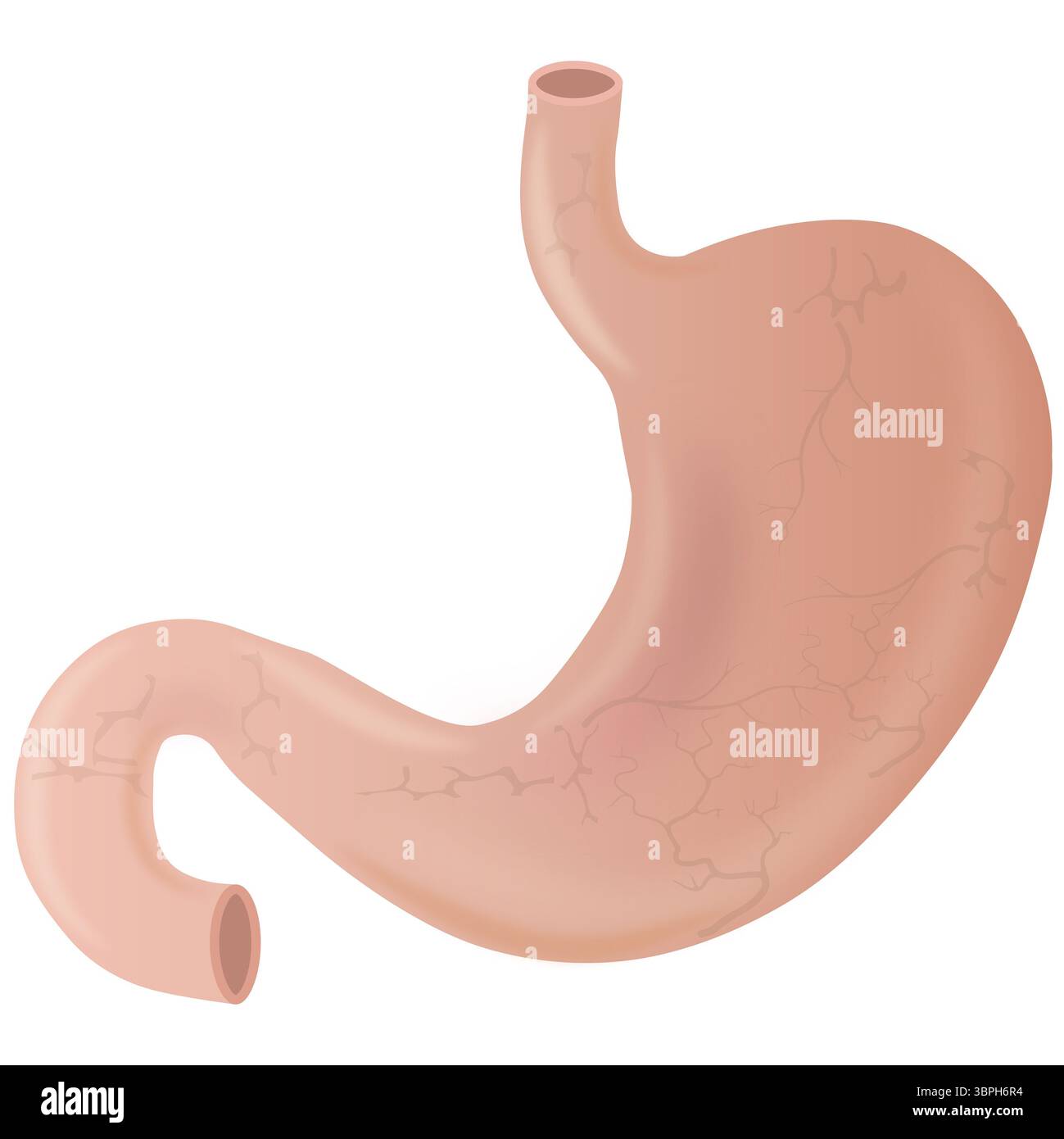 Illustrazione dell'organo dello stomaco umano isolato Foto Stock