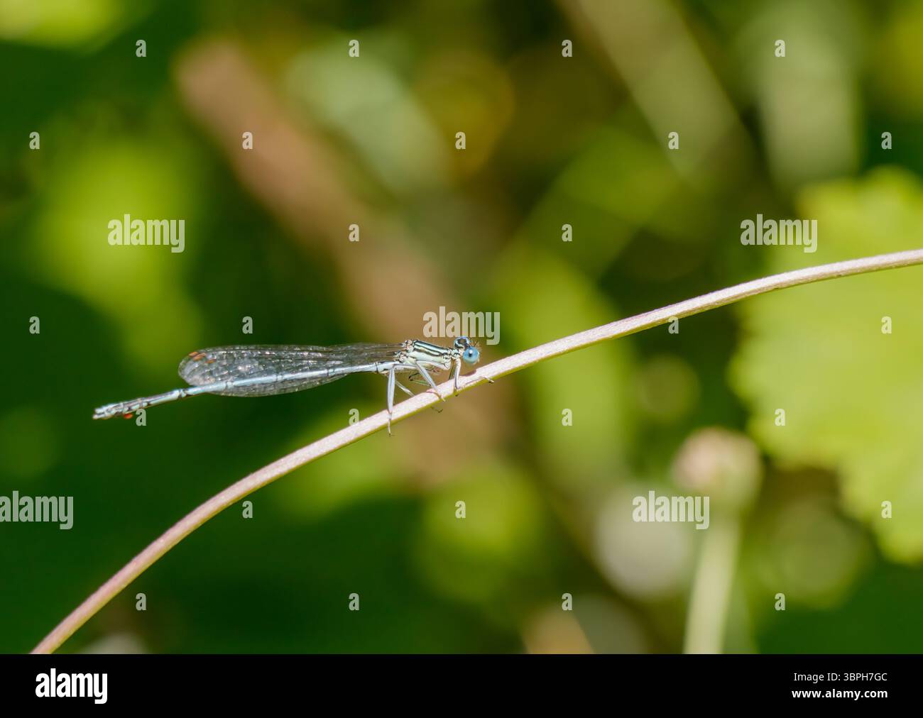 Una libellula riposa tranquillamente su un delicato stelo, circondato da una vegetazione vivace sotto la luce del sole. I dettagli intricati delle ali e del corpo sono vi Foto Stock