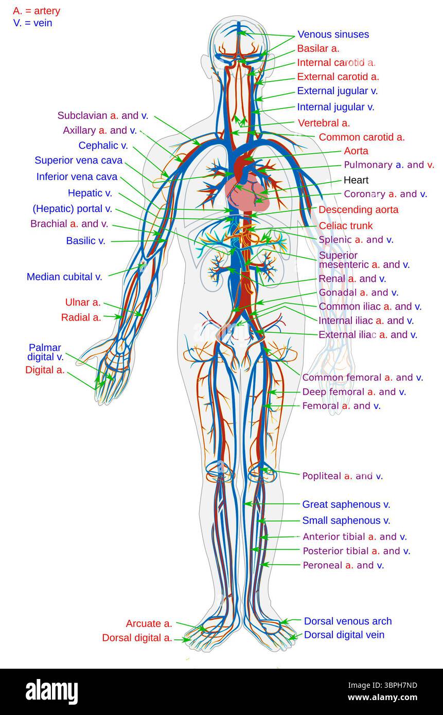 Diagramma anatomico semplificato del sistema circolatorio umano in vista anteriore, evidenziando le arterie principali (rosso) e le vene (blu) in tutto il corpo. Questa illustrazione didattica identifica i vasi chiave come l'aorta, le arterie e le vene polmonari, le vene, le arterie carotidee, le vene femorali e molti altri. Foto Stock