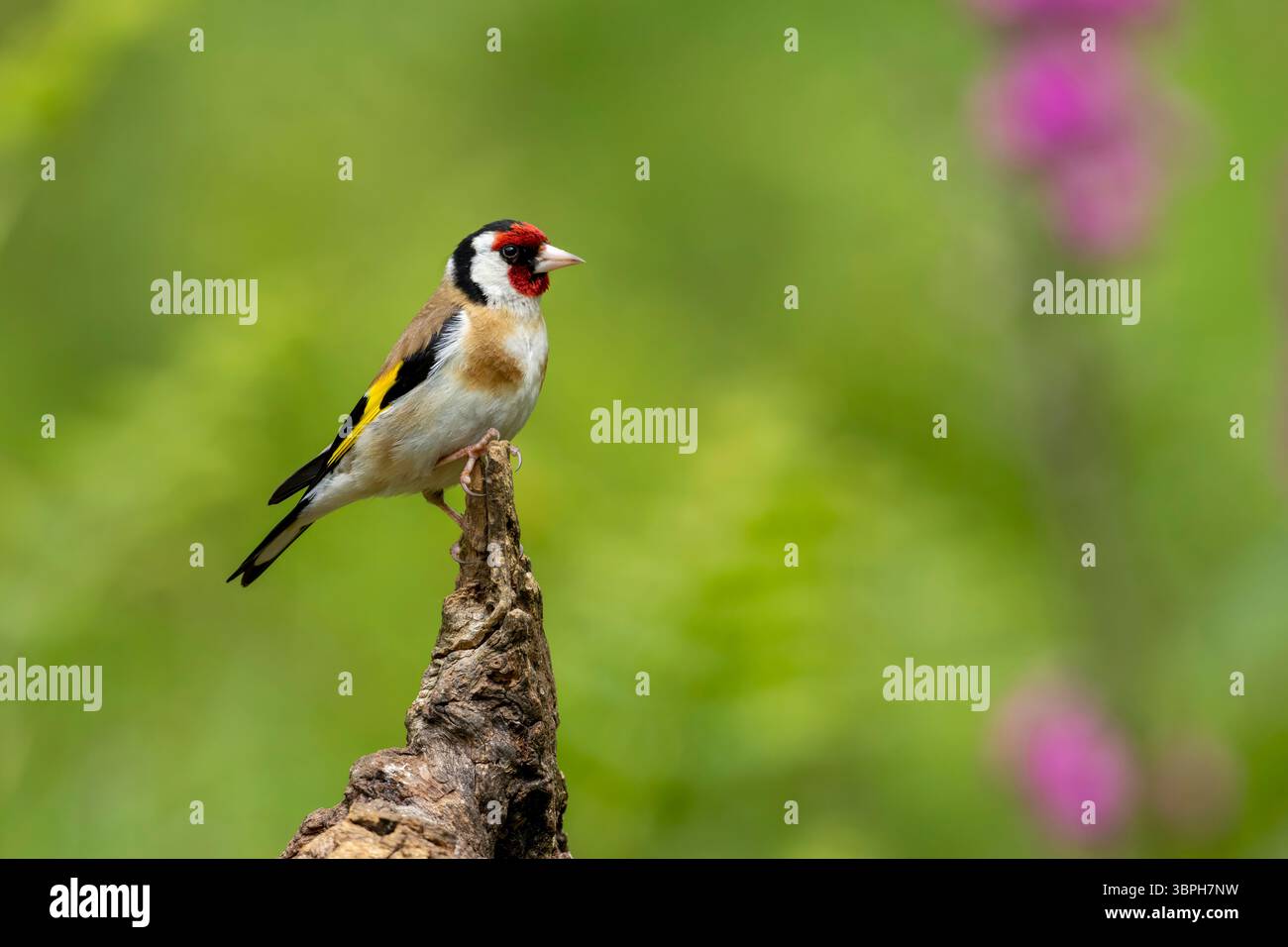 Goldfinch, Carduelis carduelis, arroccato su un albero marcio. Dumfries e Galloway, Scozia, primavera 2025 Foto Stock