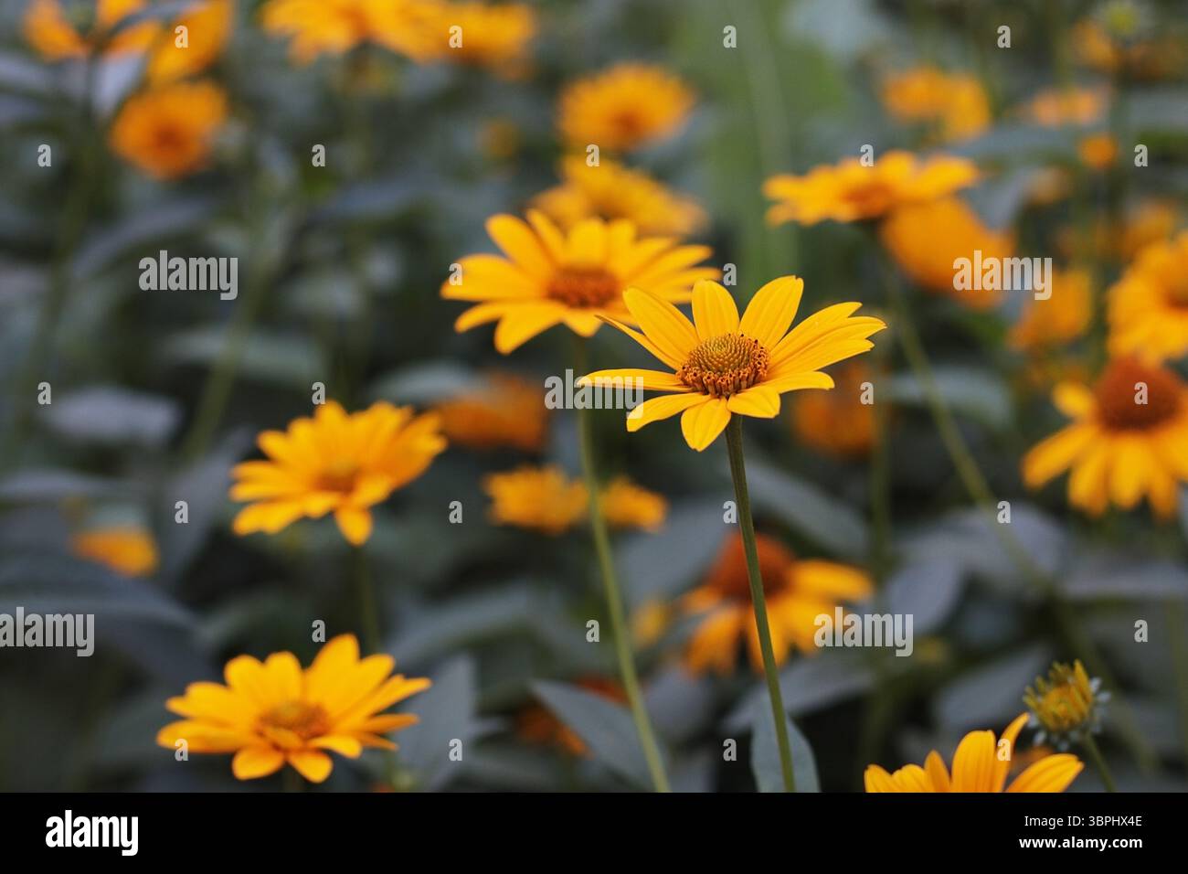 Fiori gialli luminosi del giardino che fioriscono alla luce naturale del sole, vista ravvicinata. Splendida scena estiva con petali freschi e sfondo morbido. Botanico Foto Stock