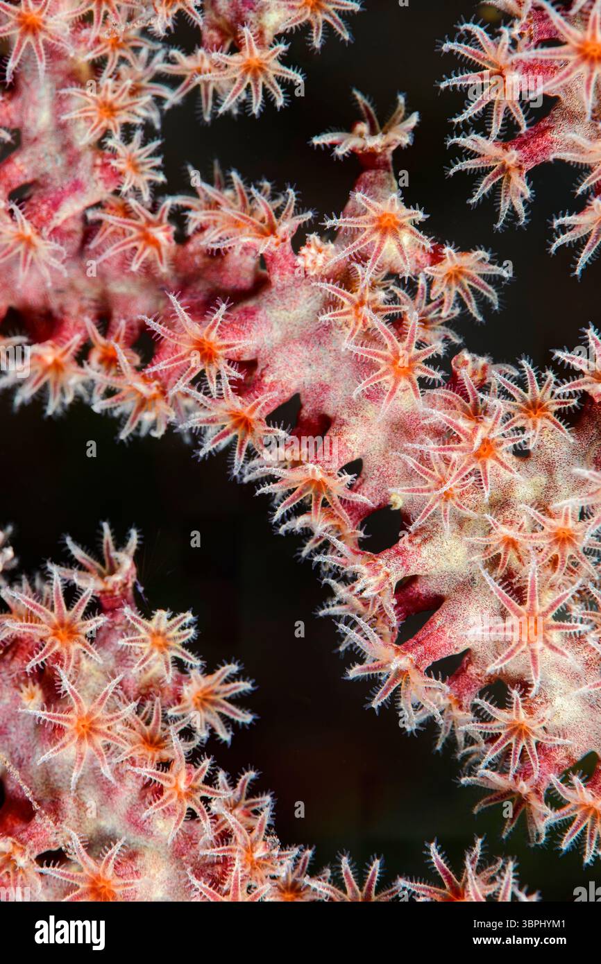 Polipi per ventole marine, Astrogorgia sp., Tulamben, Bali, Indonesia, Pacifico Foto Stock