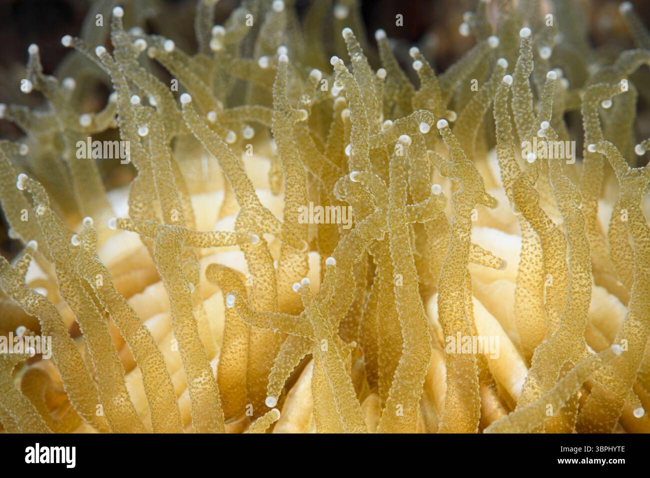 Corallo di funghi, Cycloseris sp., Tulamben, Bali, Indonesia, Pacifico Foto Stock