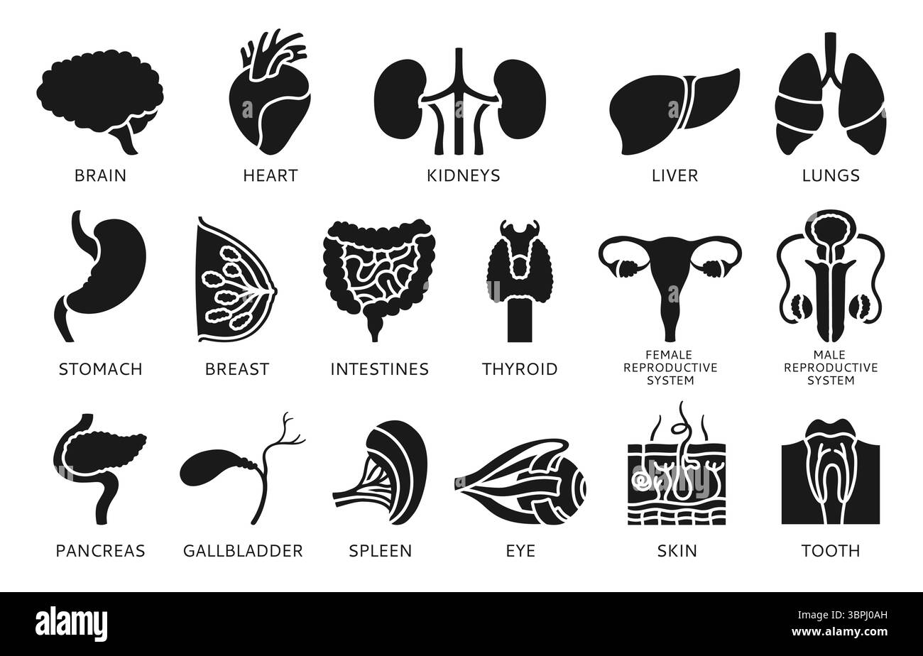 Infografica sul segno degli organi umani con i nomi e la descrizione. Simbolo di silhouette polmone, cervello, cuore, sistema riproduttivo femminile maschile, pelle capelli dente occhio, set di elementi del corpo. Icona illustrazione vettoriale Illustrazione Vettoriale