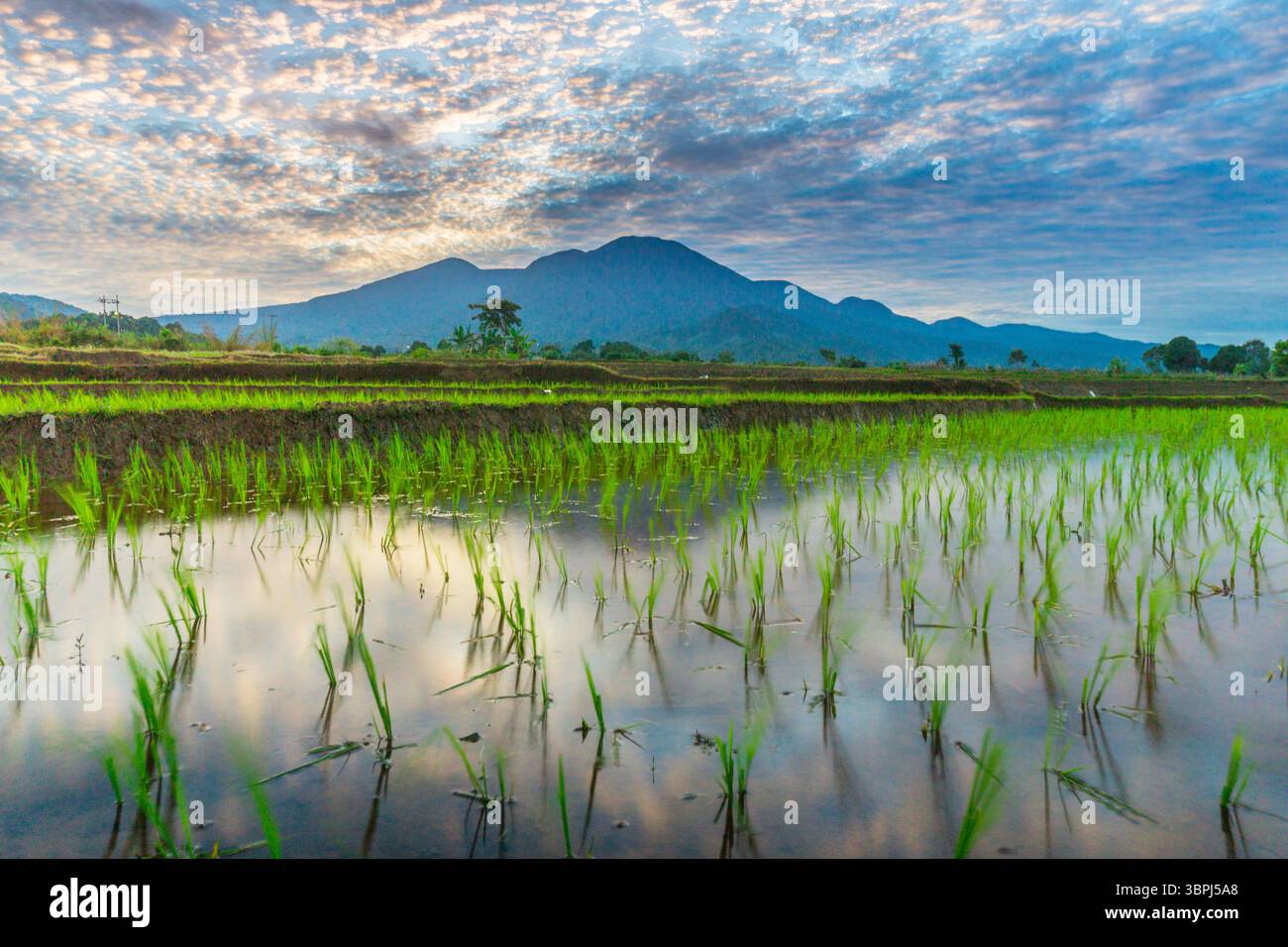 Vista aerea delle lussureggianti risaie indonesiane con maestoso sfondo montano, che mostra bellezza naturale, tranquille vibrazioni mattutine, perfette per i temi di Foto Stock