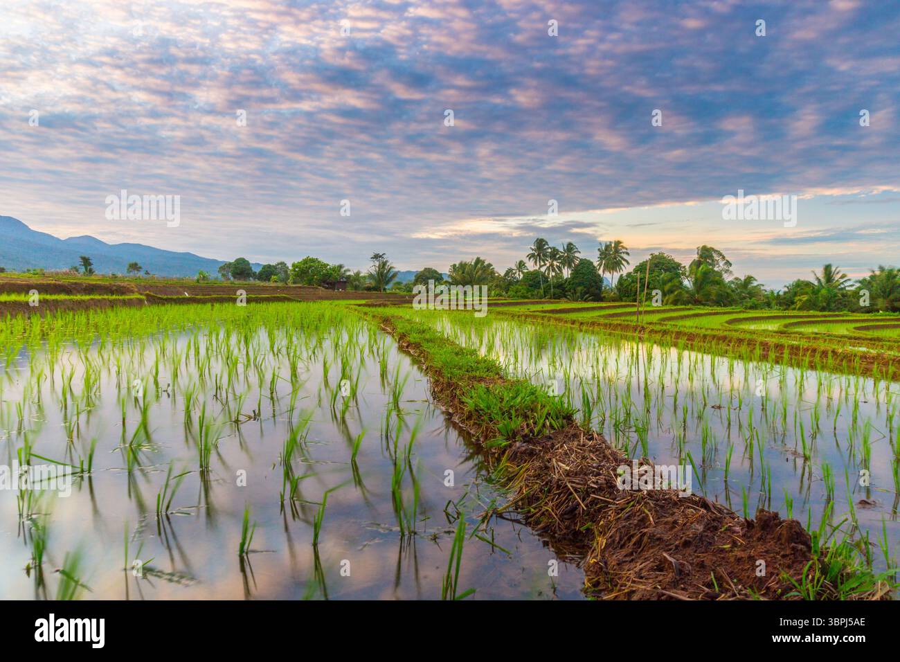 Vista aerea delle lussureggianti risaie indonesiane con maestoso sfondo montano, che mostra bellezza naturale, tranquille vibrazioni mattutine, perfette per i temi di Foto Stock