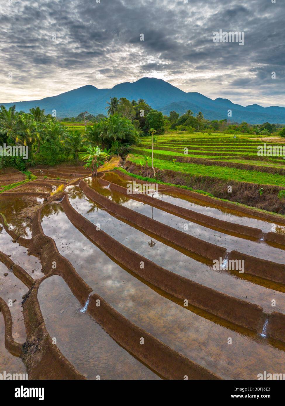 Vista aerea delle lussureggianti risaie indonesiane con maestoso sfondo montano, che mostra bellezza naturale, tranquille vibrazioni mattutine, perfette per i temi di Foto Stock