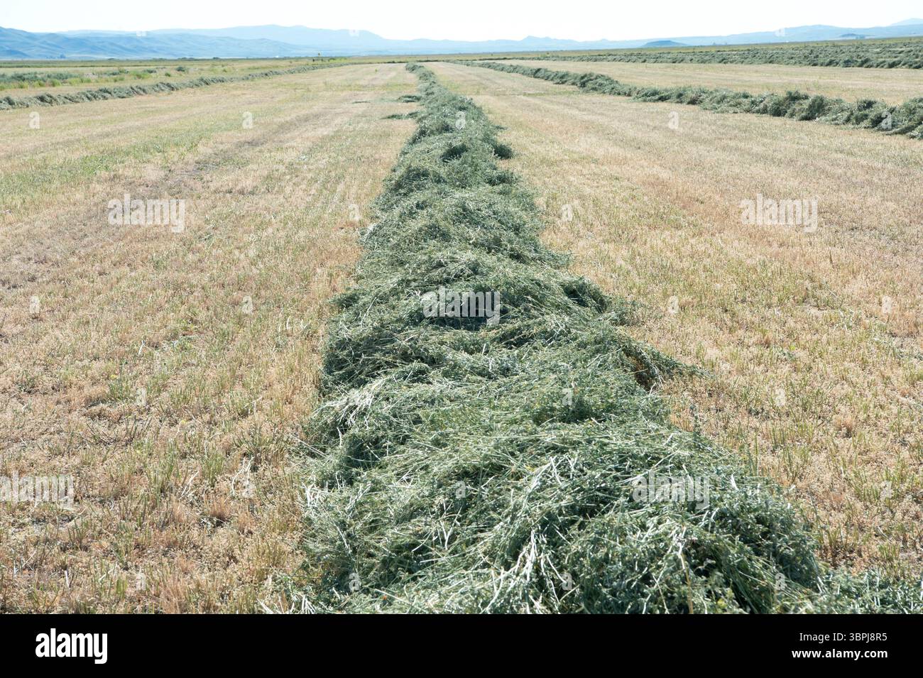 Fieno di erba medica appena tagliato nella Little Lost River Valley nell'Idaho centro-meridionale Foto Stock