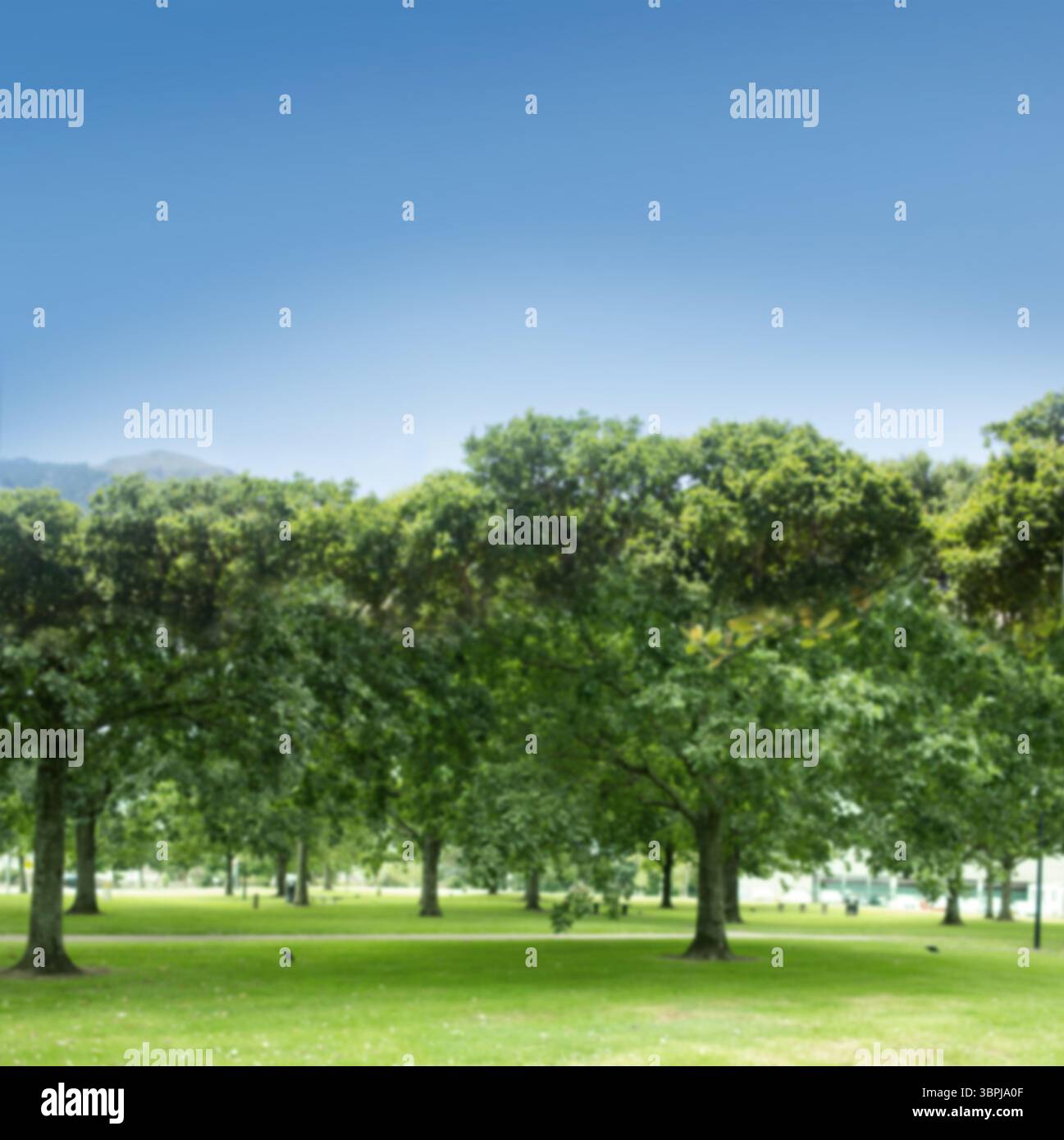 L'illustrazione dal design piatto mostra il parco con prato ben curato, alberi decidui, uccelli, lampioni Foto Stock