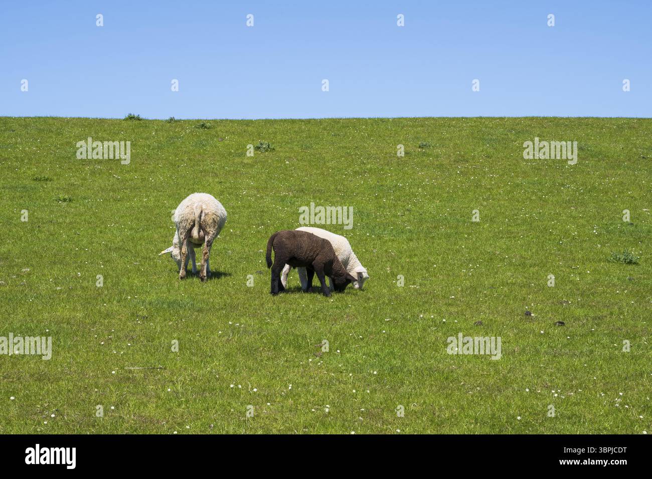 Due pecore bianche e una nere sulla diga, Nordstrand, Frisia settentrionale, Mare del Nord, Schleswig-Holstein, Germania, Europa Foto Stock