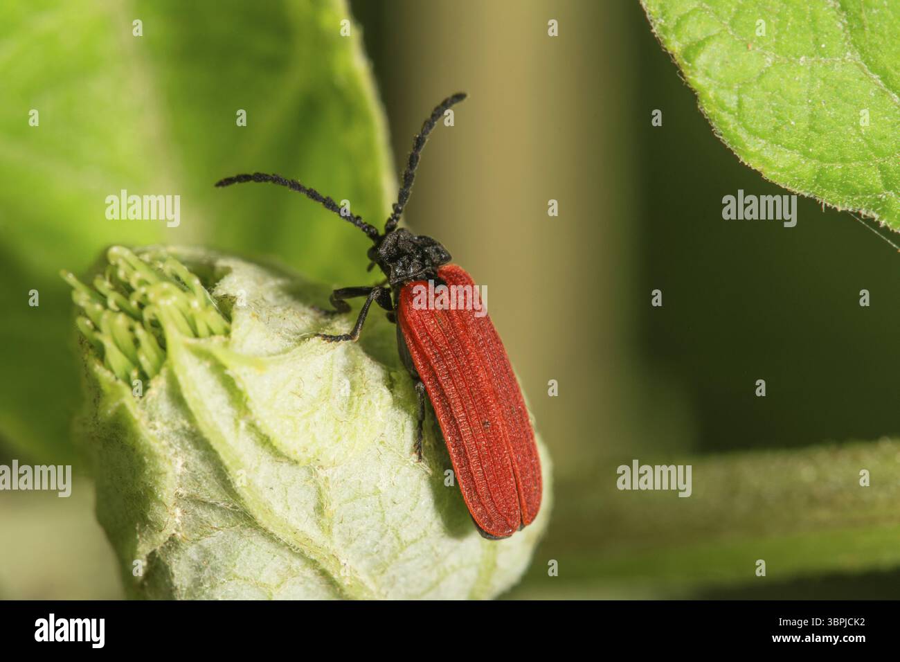 Scarabeo alato rosso (Platycis minutus) con gambe nere su un germoglio, Baden-Wuerttemberg, Germania, Europa Foto Stock