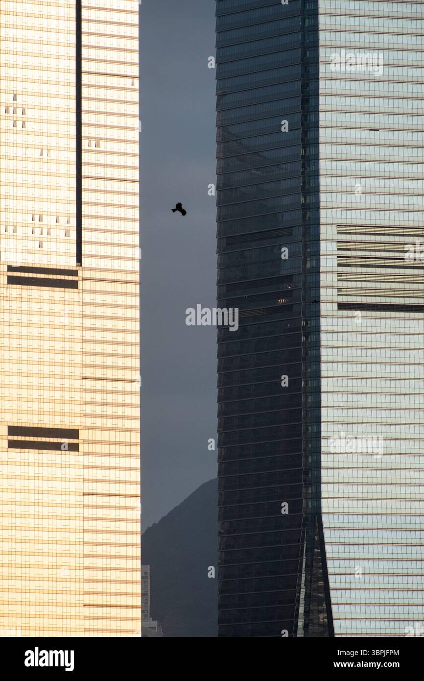 Un'aquila che si libra tra due edifici commerciali di Hong Kong, catturando il contrasto tra natura e architettura urbana. Foto Stock