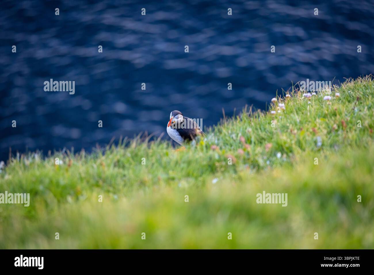 Vista degli uccelli di zucca vicino alla cascata Mulafossur nel piccolo villaggio di Gasadalur. Isola di Vagar, Isole Faroe, Danimarca, Europa. Foto Stock