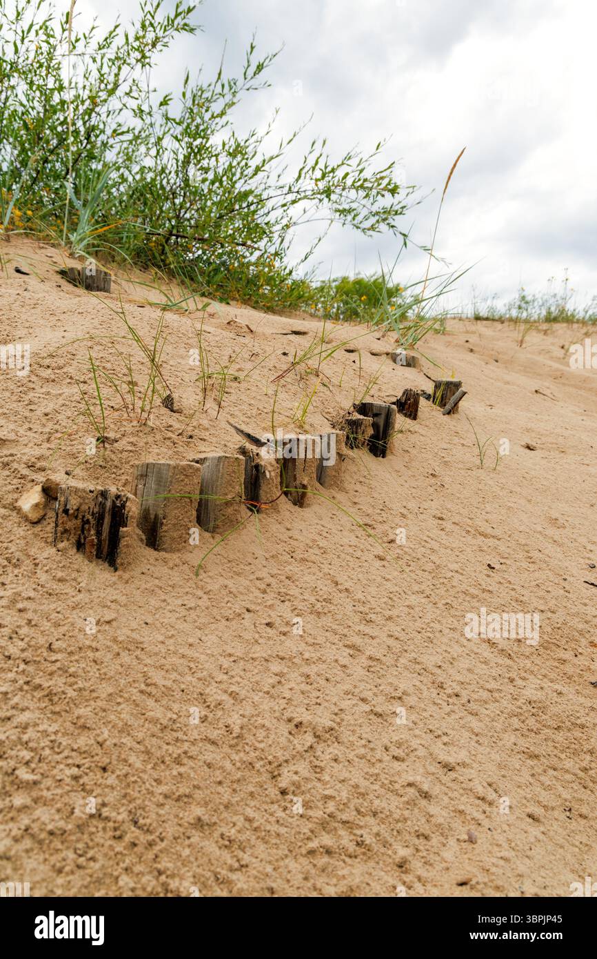 una duna di sabbia con una fila di picchetti di legno incastrati in essa, parzialmente sepolti nella sabbia Foto Stock