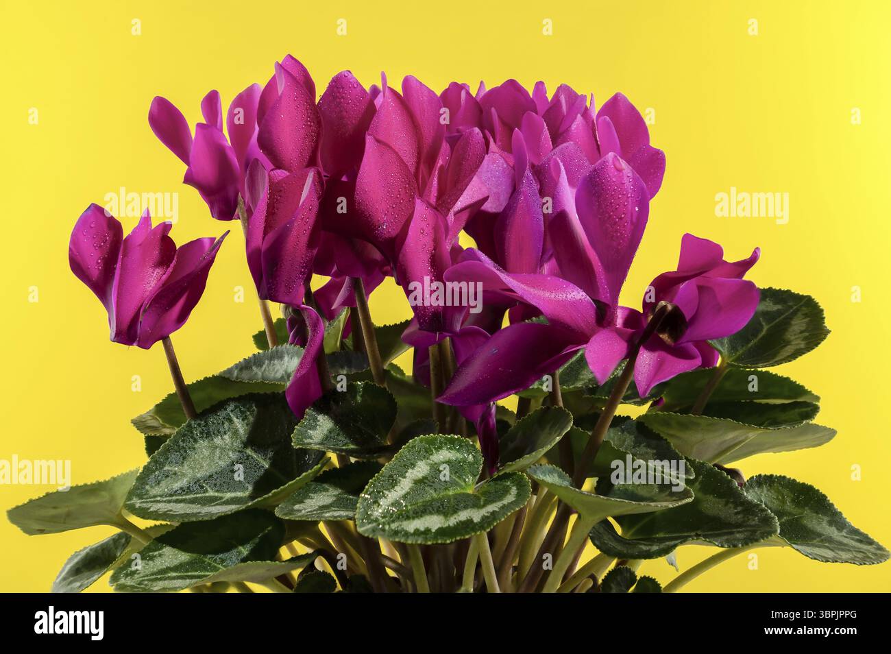 Fiori di persico ciclamino rosso in fiore. Primo piano su sfondo giallo, Odessa, Ucraina, Europa Foto Stock