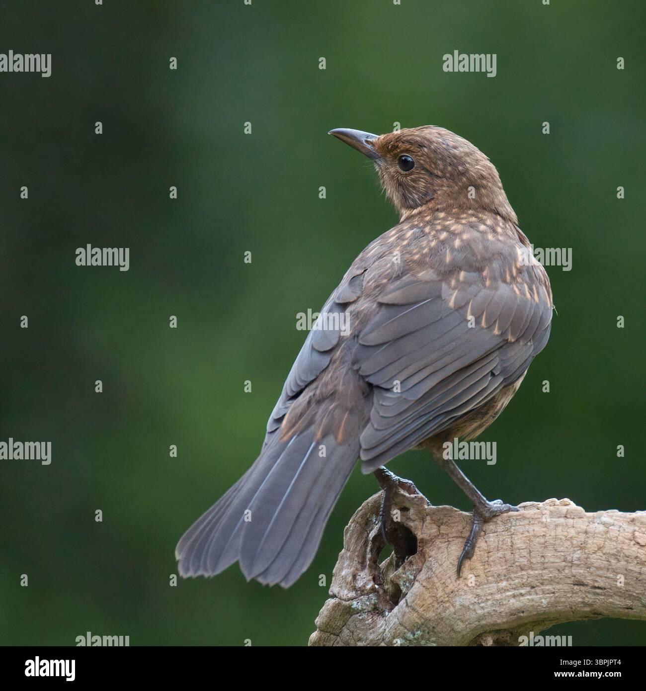 Un'insolita vista angolare di un uccello nero femminile, Turdus merula, mentre è arroccata su un ramo contro uno sfondo sfocato naturale fuori fuoco con lo spazio Foto Stock