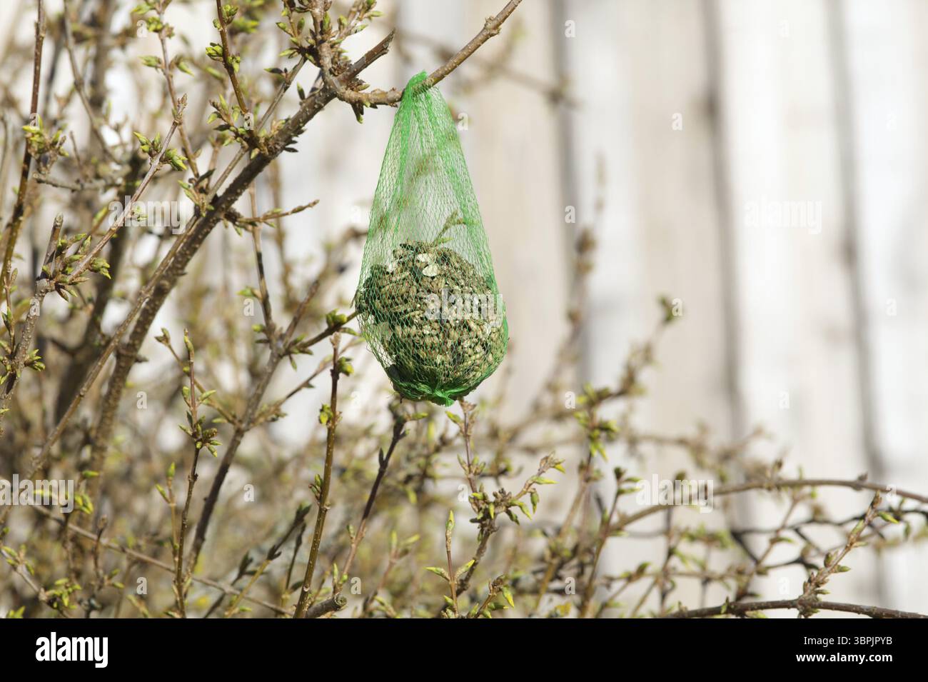 Appendi le palle di grasso per piccoli uccelli in giardino. Cibo per uccelli in inverno Foto Stock