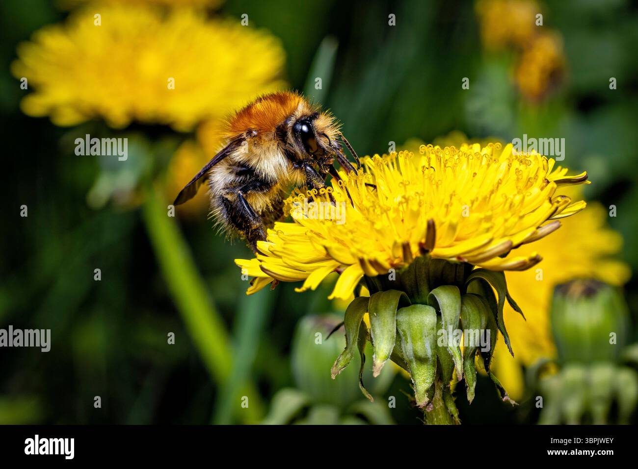 Un Bumble Bee su un fiore Foto Stock