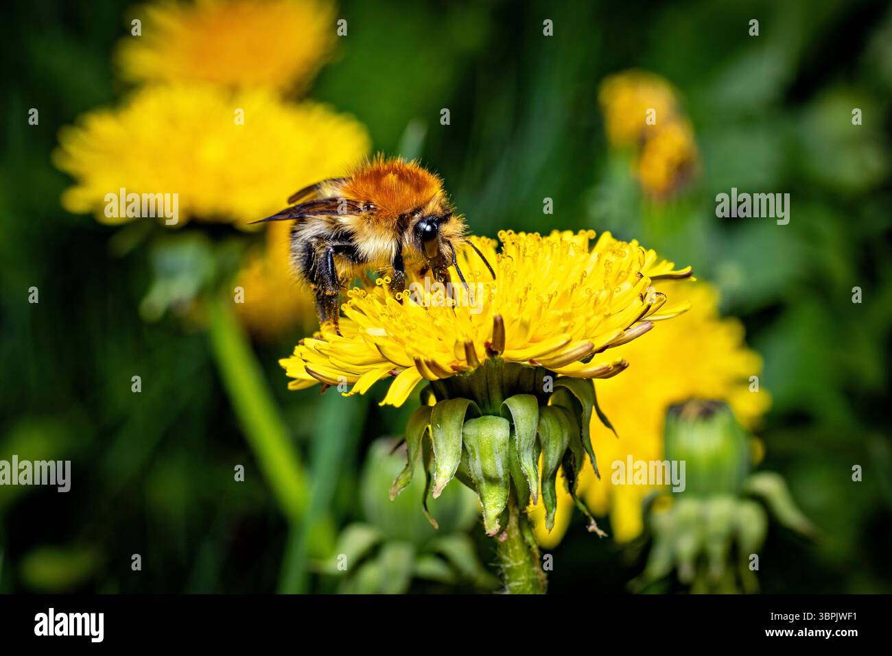 Un Bumble Bee su un fiore Foto Stock