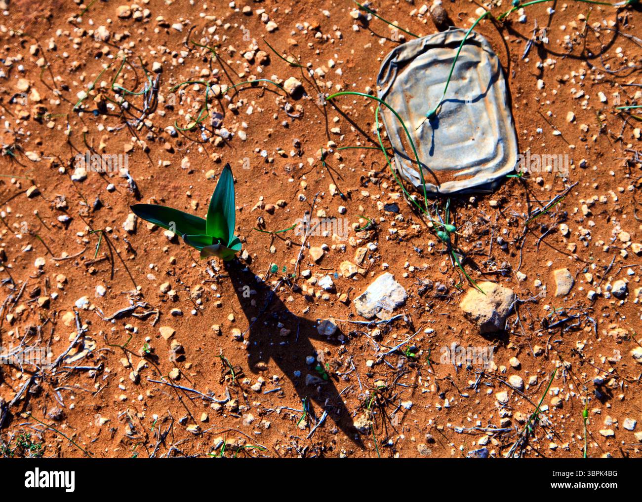 "The Shadow of Life" - fotografie artistiche di Paco. Foto Stock