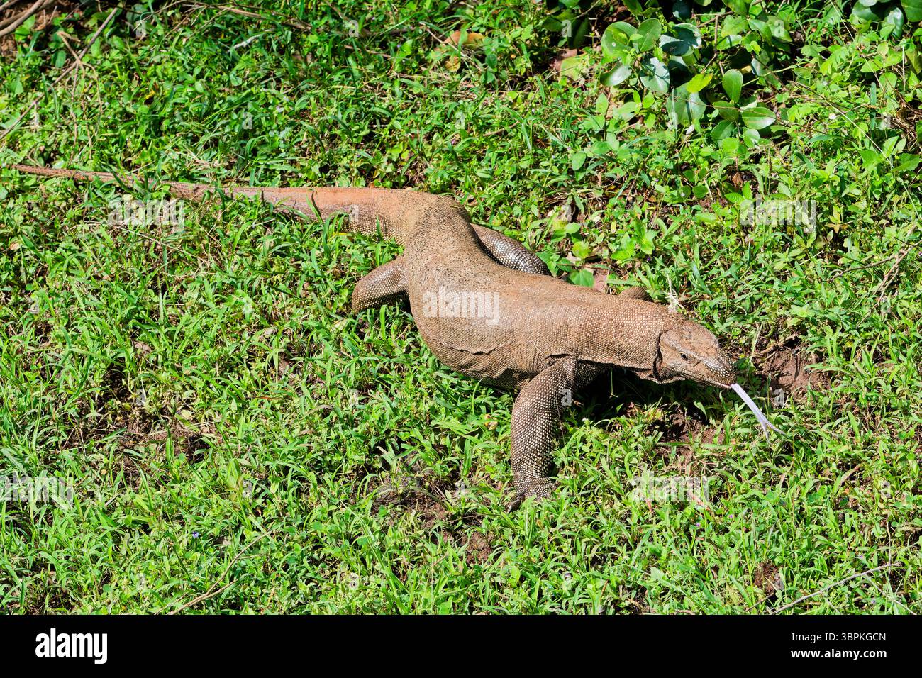Monitor terrestre o monitor del Bengala (Varanus bengalensis) che cammina sull'erba, Sri Lanka Foto Stock