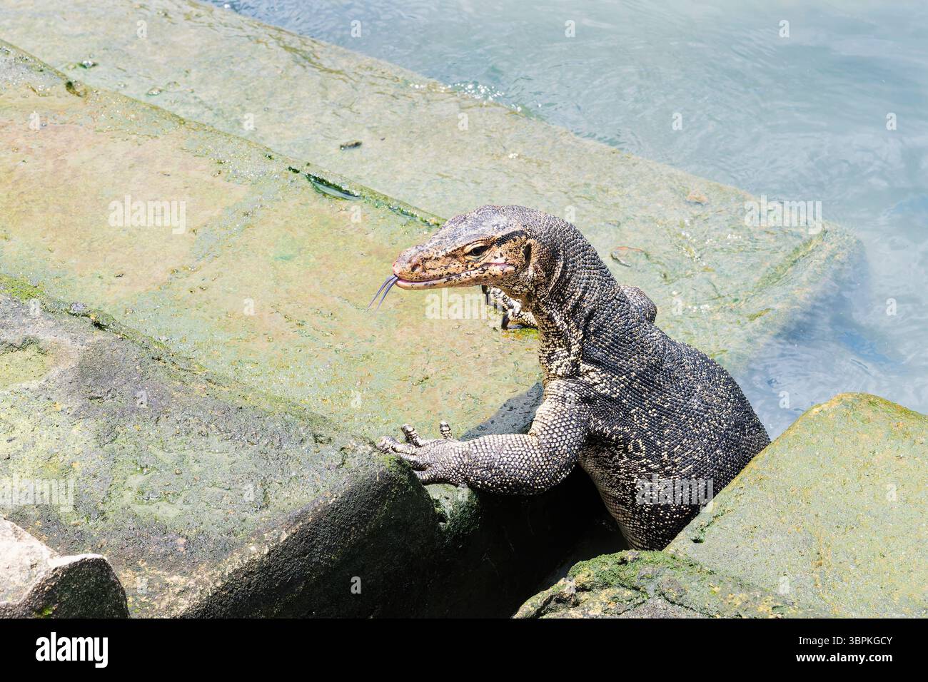Asian Water monitor (Varanus salvator) uscendo dall'acqua e salendo i gradini del molo, Malacca, Malesia Foto Stock