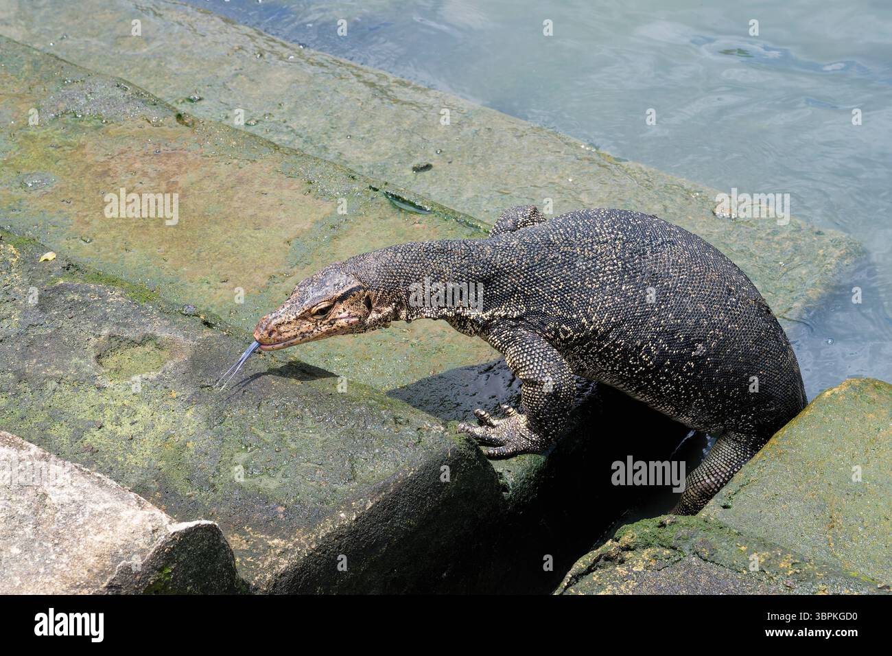 Asian Water monitor (Varanus salvator) uscendo dall'acqua e salendo i gradini del molo, Malacca, Malesia Foto Stock