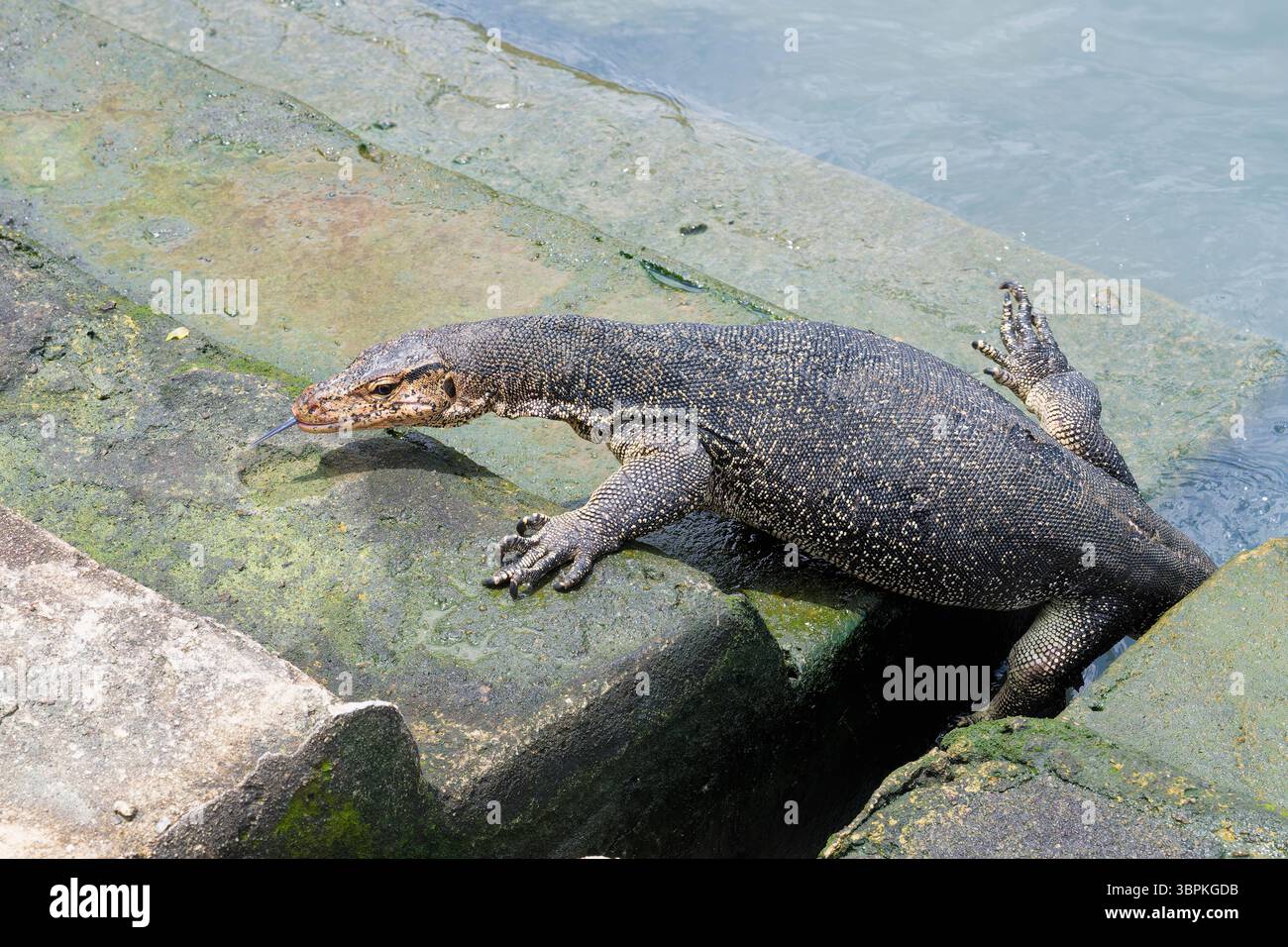 Asian Water monitor (Varanus salvator) uscendo dall'acqua e salendo i gradini del molo, Malacca, Malesia Foto Stock
