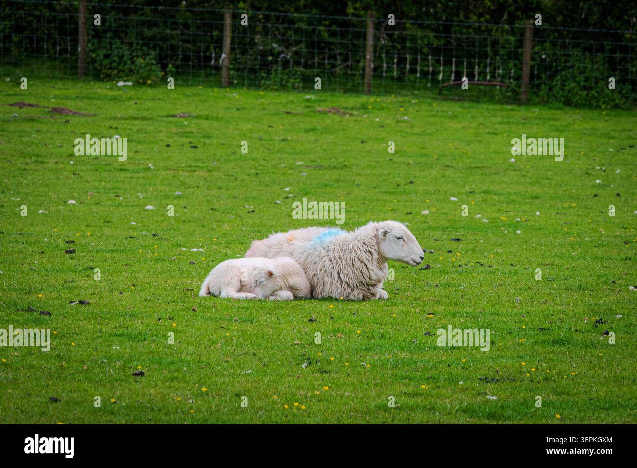 Una pecora madre e il suo agnello riposano insieme su un campo di erba verde fresca in un cortile vicino a una caduta di Buttermere, sotto un cielo estivo nuvoloso. Foto Stock
