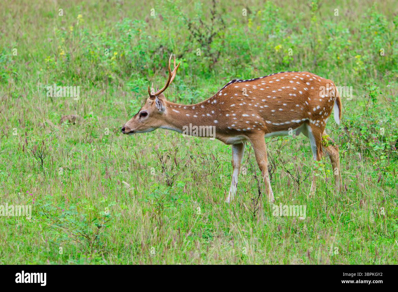 Cervo dell'asse dello Sri Lanka maschile o cervo maculato di Ceylon (asse ceylonensis), Parco nazionale di Yala, Sri Lanka Foto Stock