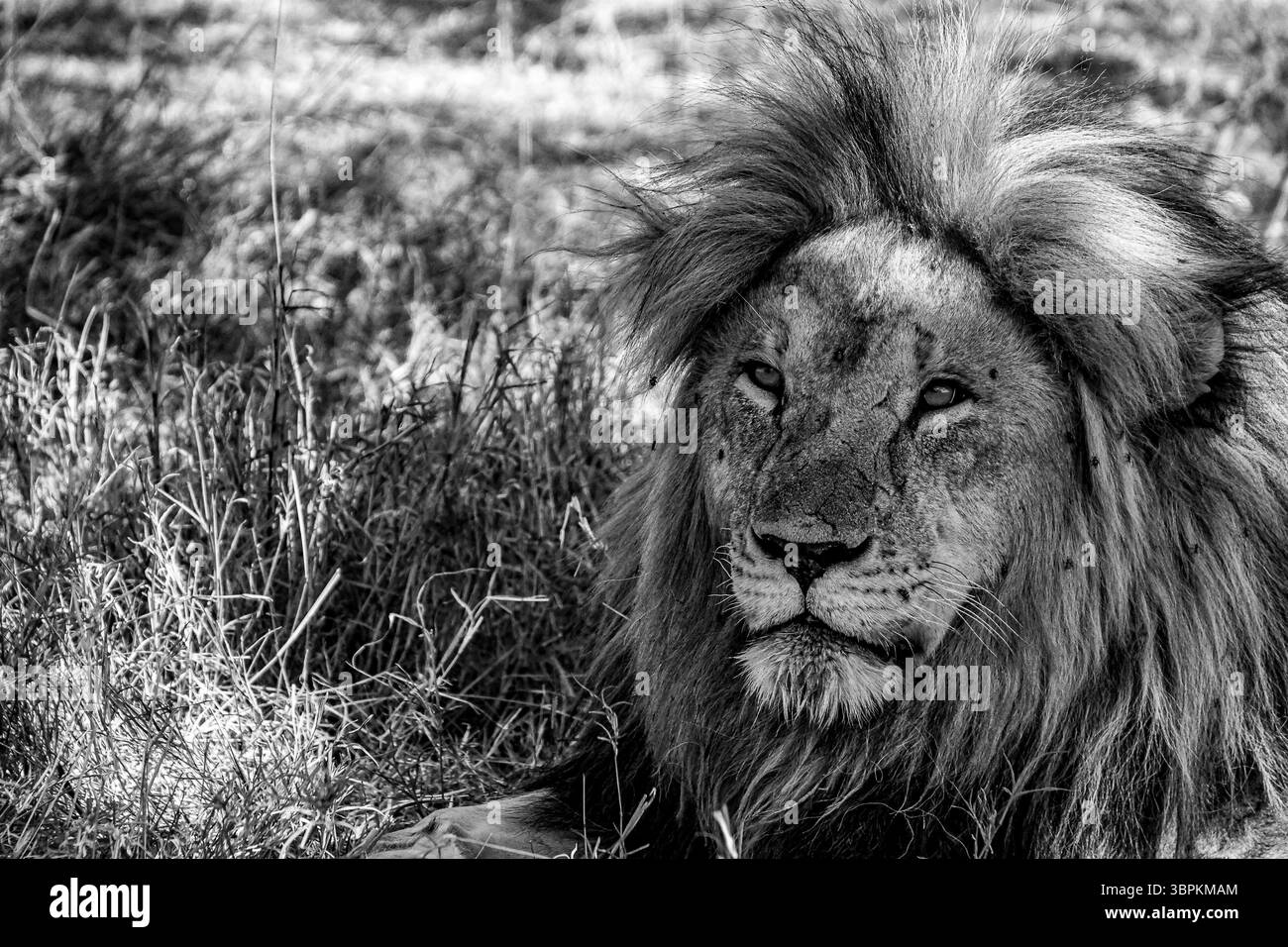 Ritratto in bianco e nero di un leone maschio nel Parco Nazionale del Serengeti, Tanzania Foto Stock