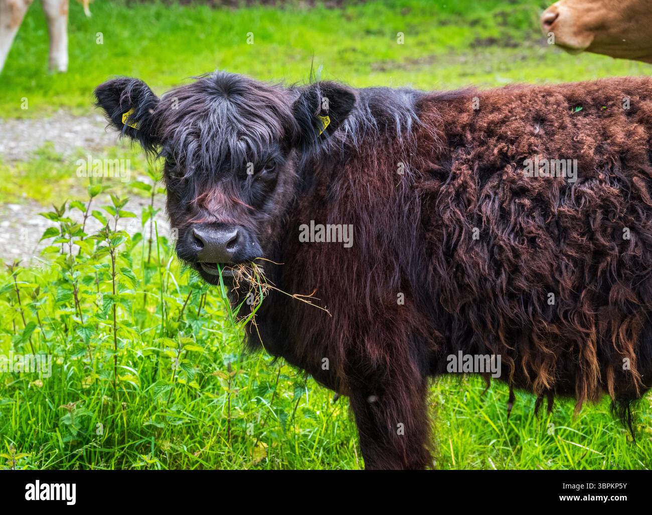 Primo piano di una giovane mucca bruna rossastra delle Highland che pascolava su erba verde fresca Foto Stock
